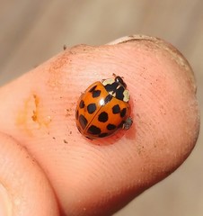 Harmonia axyridis