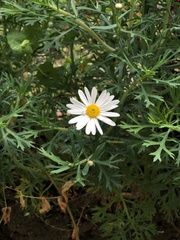 Argyranthemum