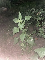 Cyclachaena xanthiifolia