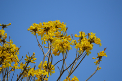 Handroanthus