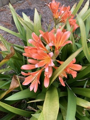 Clivia