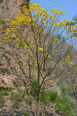 Handroanthus