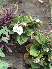 Pelargonium