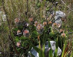 Protea speciosa