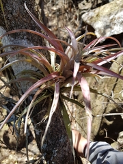 Tillandsia capitata