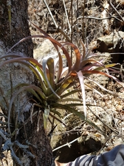Tillandsia capitata