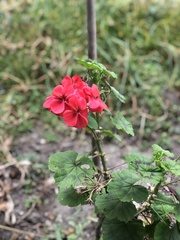 Pelargonium