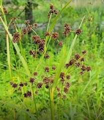 Scirpus atrovirens
