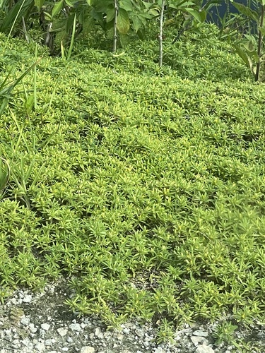 Pectis prostrata image