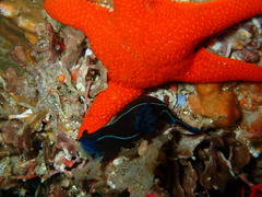 Tambja capensis