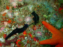 Tambja capensis