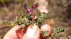 Indigofera sp-aff-humifusa