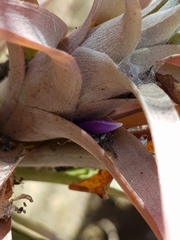 Tillandsia capitata