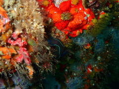 Tambja capensis