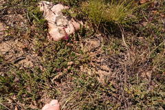 Indigofera sp-aff-humifusa