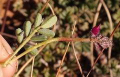 Indigofera sp-aff-humifusa