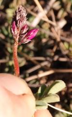 Indigofera sp-aff-humifusa