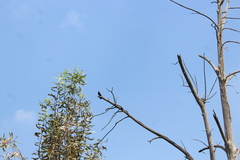 Agelaius phoeniceus