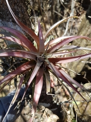 Tillandsia capitata