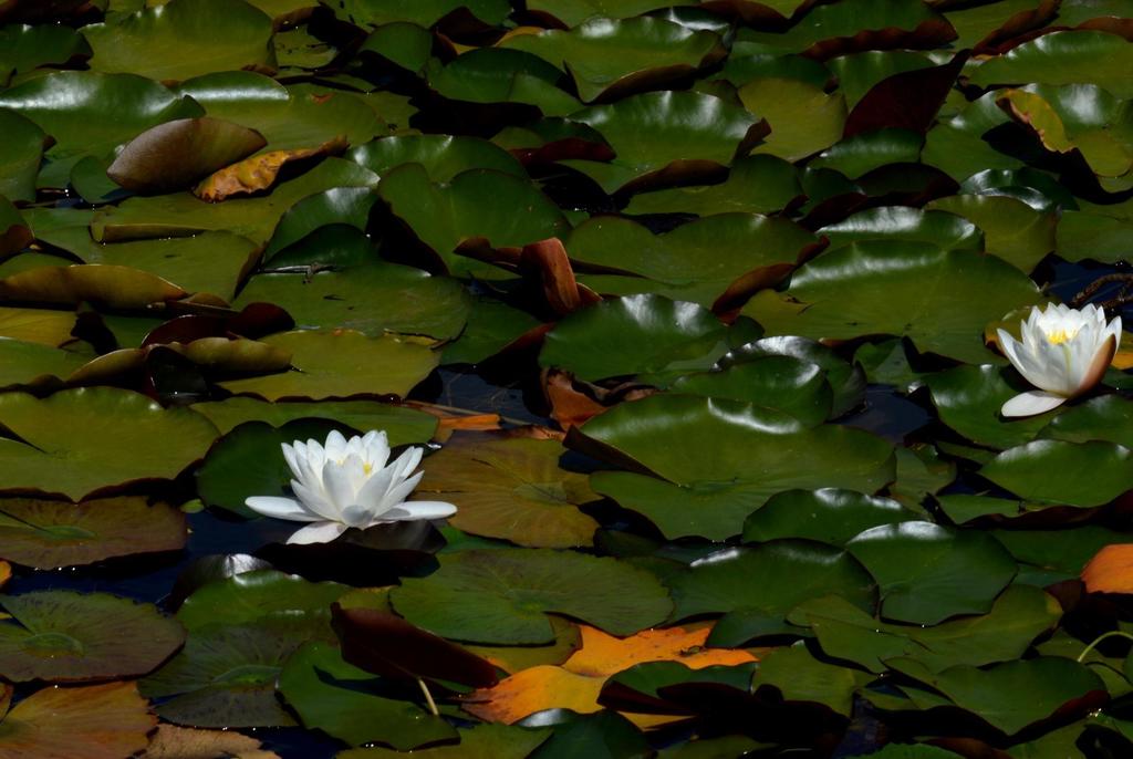 European White Waterlily (Nymphaea alba) · iNaturalist