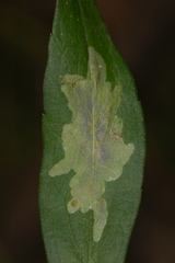 Calycomyza promissa