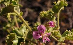 Pelargonium englerianum