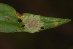 Calycomyza promissa