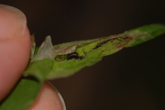 Calycomyza promissa
