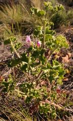 Pelargonium englerianum