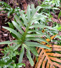 Microsorum pustulatum