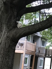 Sciurus carolinensis