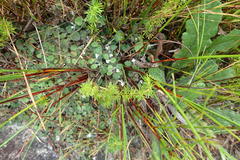 Lobelia ardisiandroides