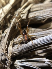Pachygnatha autumnalis