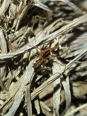 Pachygnatha autumnalis