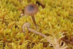 Tephrocybe
