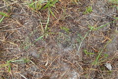 Lobelia ardisiandroides