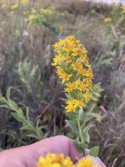 Solidago petiolaris