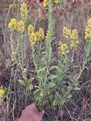 Solidago petiolaris