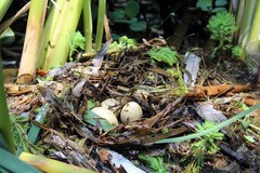 Fulica americana