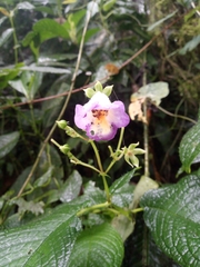 Monopyle ecuadorensis