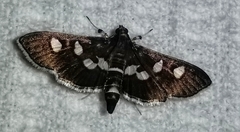 Desmia subdivisalis