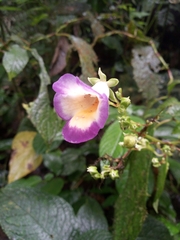 Monopyle ecuadorensis