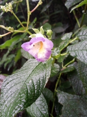 Monopyle ecuadorensis