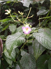 Monopyle ecuadorensis
