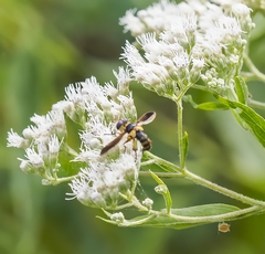 Trichopoda plumipes