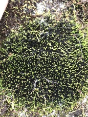 Racomitrium macounii