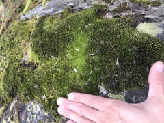 Racomitrium macounii