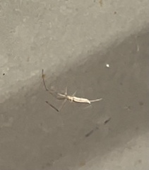 Tetragnatha caudata
