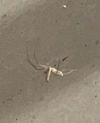 Tetragnatha caudata