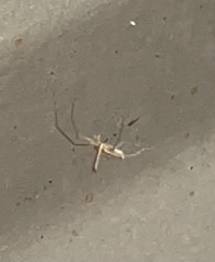 Tetragnatha caudata